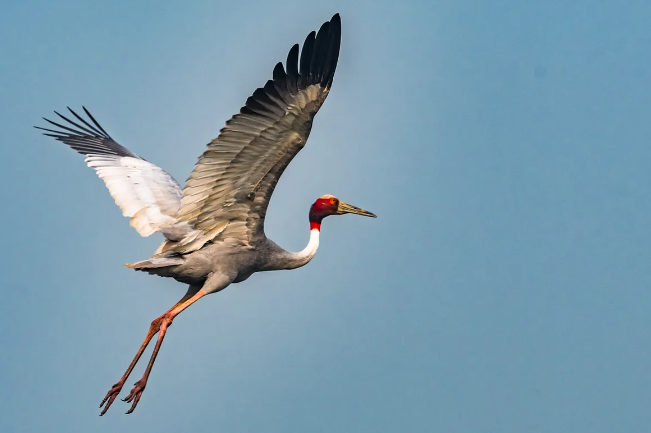 Какая летающая птица самая высокая в мире: посмотрите на эту невероятную красоту